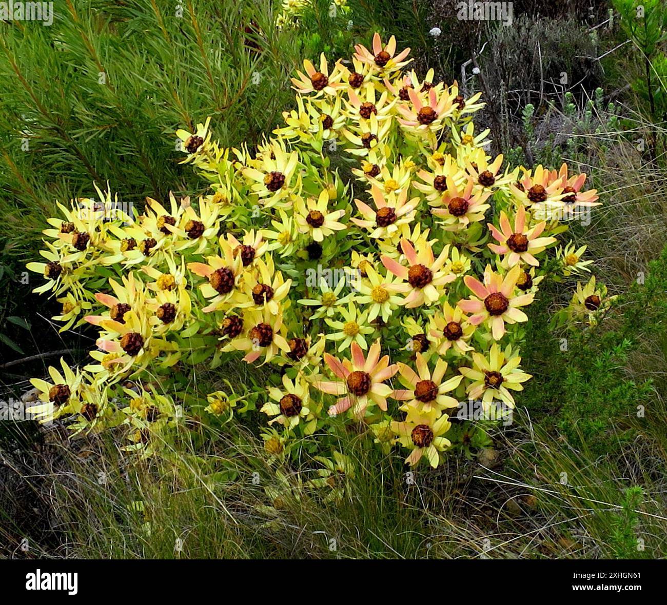 Spicy Conebush (Leucadendron tinctum) Stock Photo