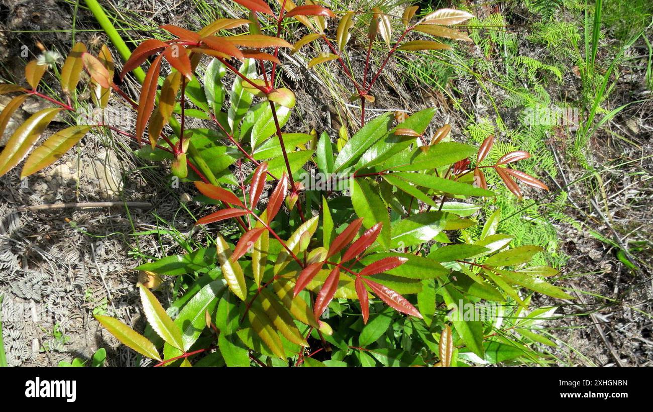 Butterspoon tree cunonia capensis hi-res stock photography and images ...