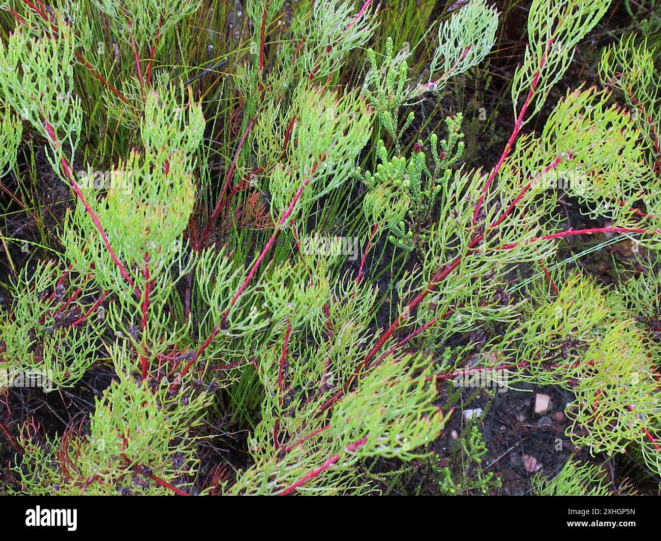 Seru Rixa Common Pin Spiderhead (Serruria fasciflora Stock Photo - Alamy