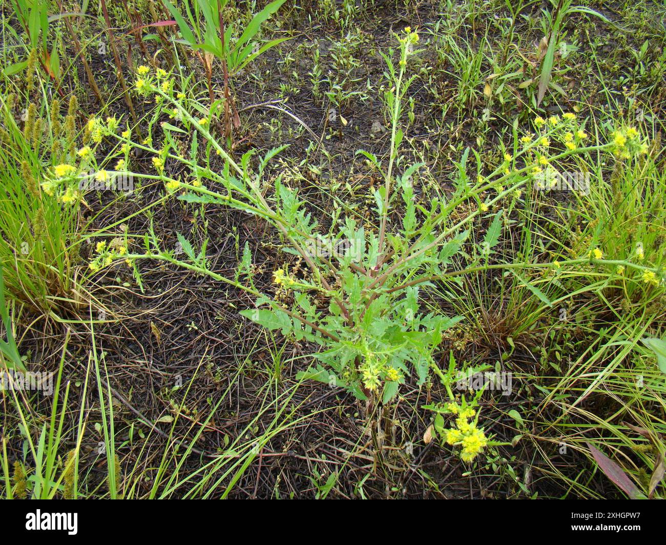 Bog Yellowcress (Rorippa palustris) Stock Photo