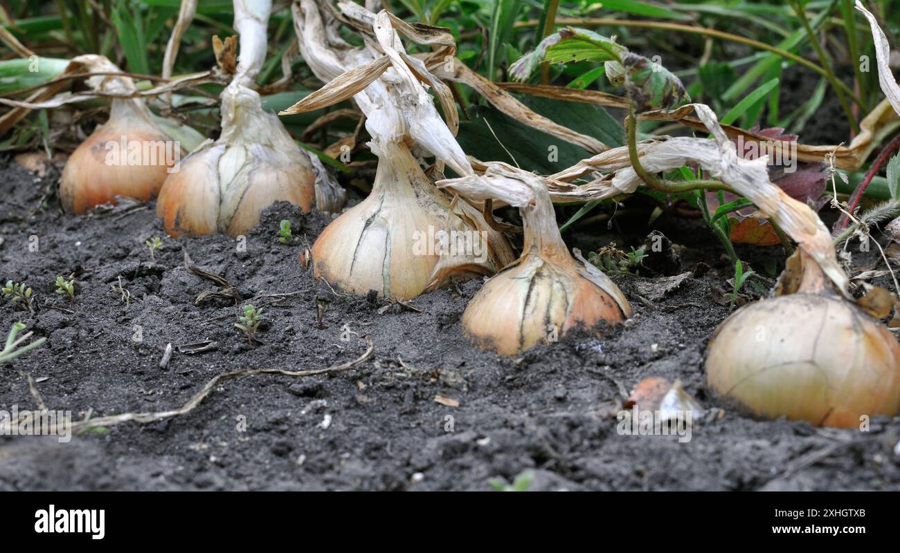 Close up onion plantation hi-res stock photography and images - Alamy