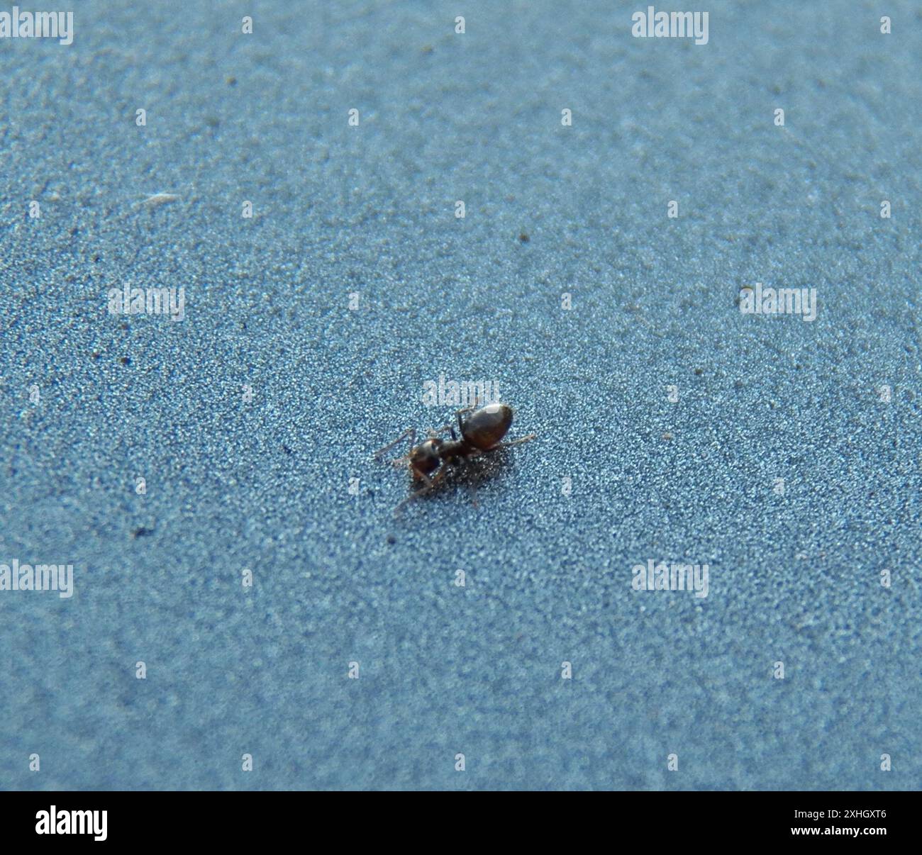 Rover ants hi-res stock photography and images - Alamy