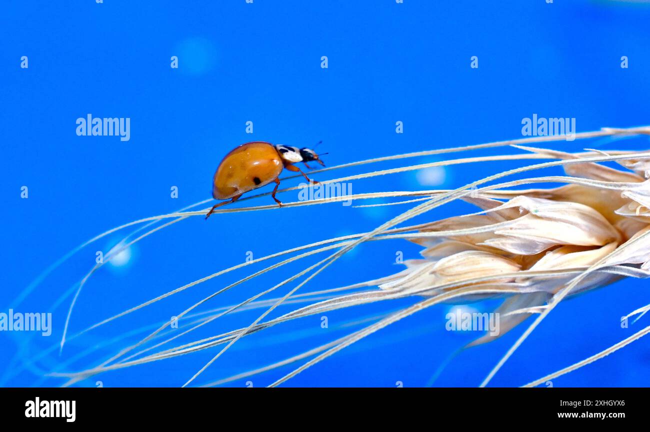 orange ladybug on cereal ears on blue background. Stock Photo