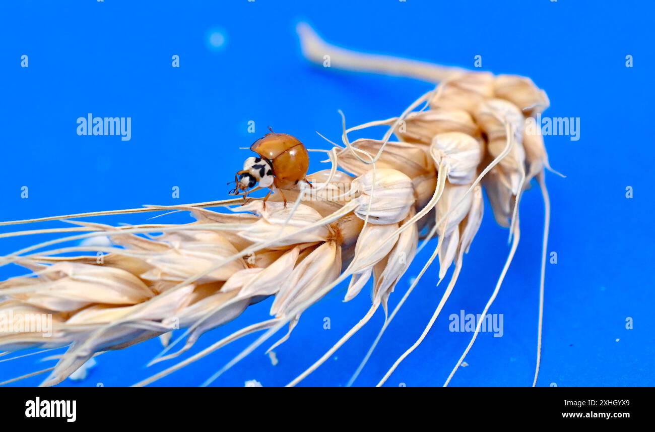 orange ladybug on cereal ears on blue background. Stock Photo
