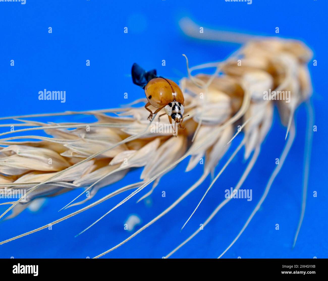 orange ladybug on cereal ears on blue background. Stock Photo