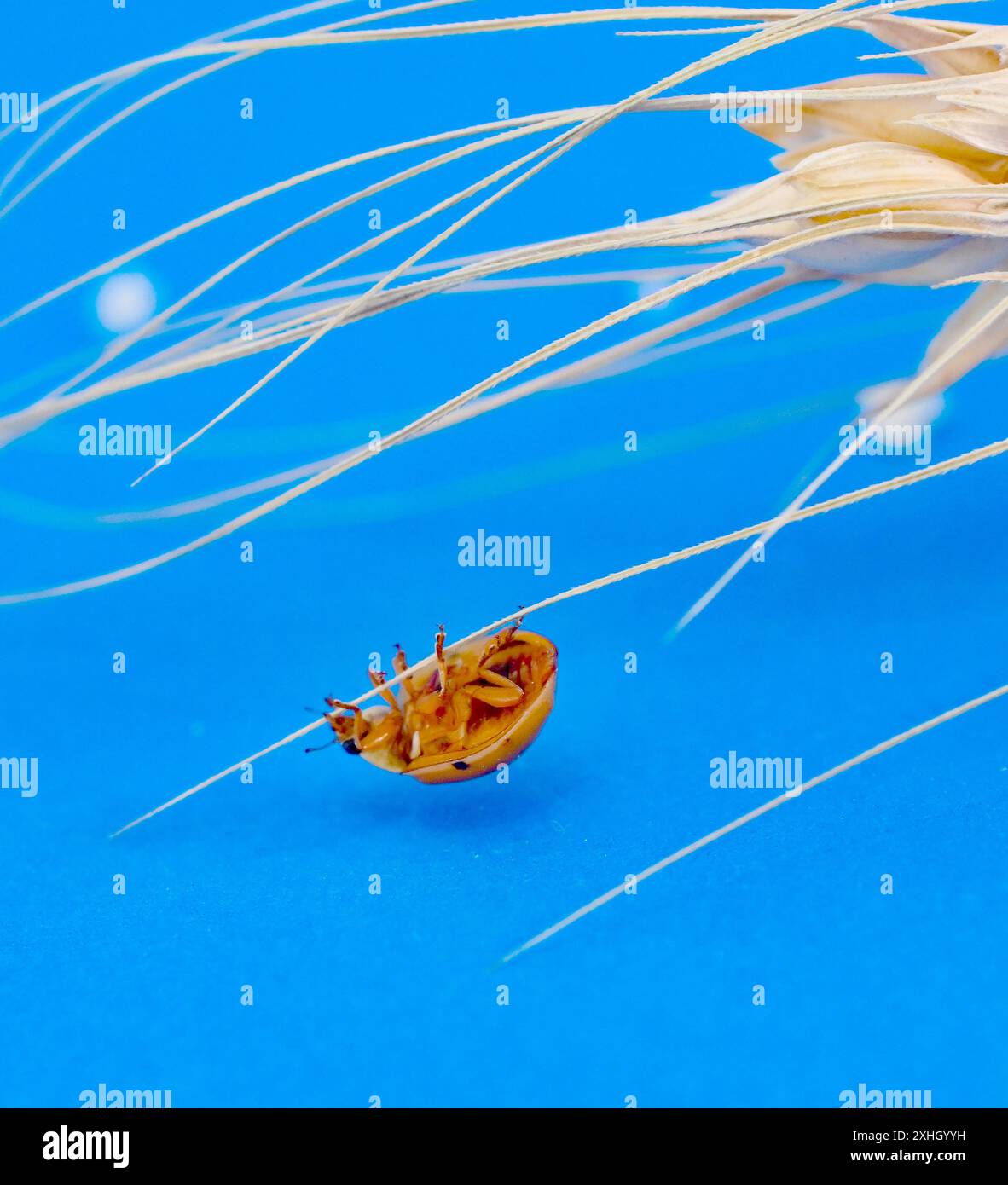 orange ladybug on cereal ears on blue background. Stock Photo
