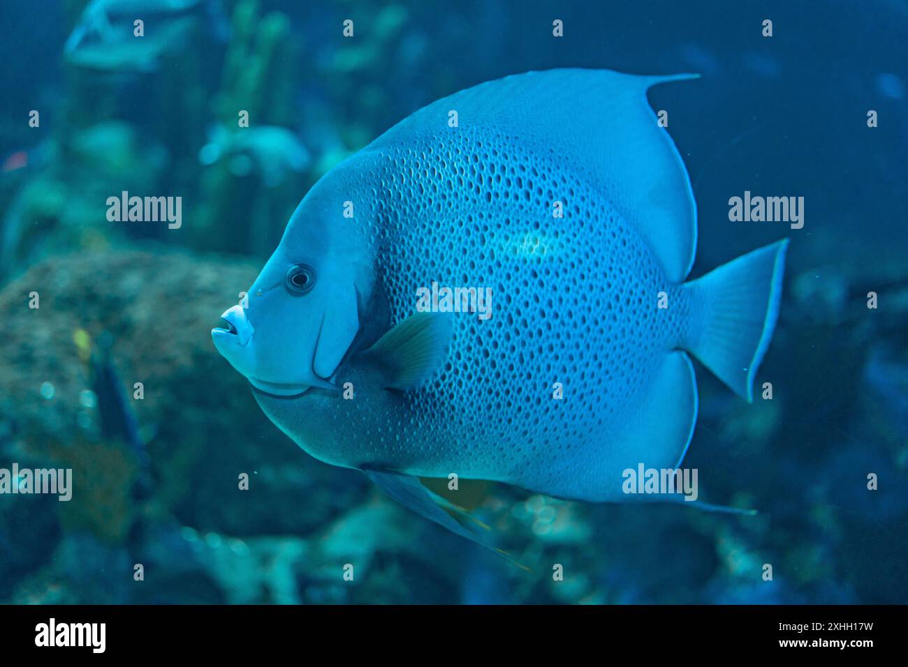 A detailed close-up of an angelfish swimming in an aquarium ...