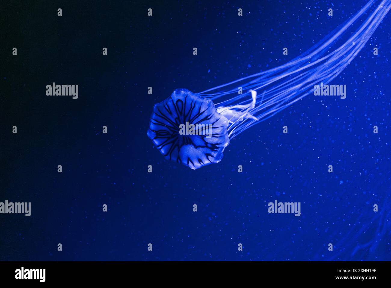 A mesmerizing jellyfish floats gracefully in the deep blue sea, with ...