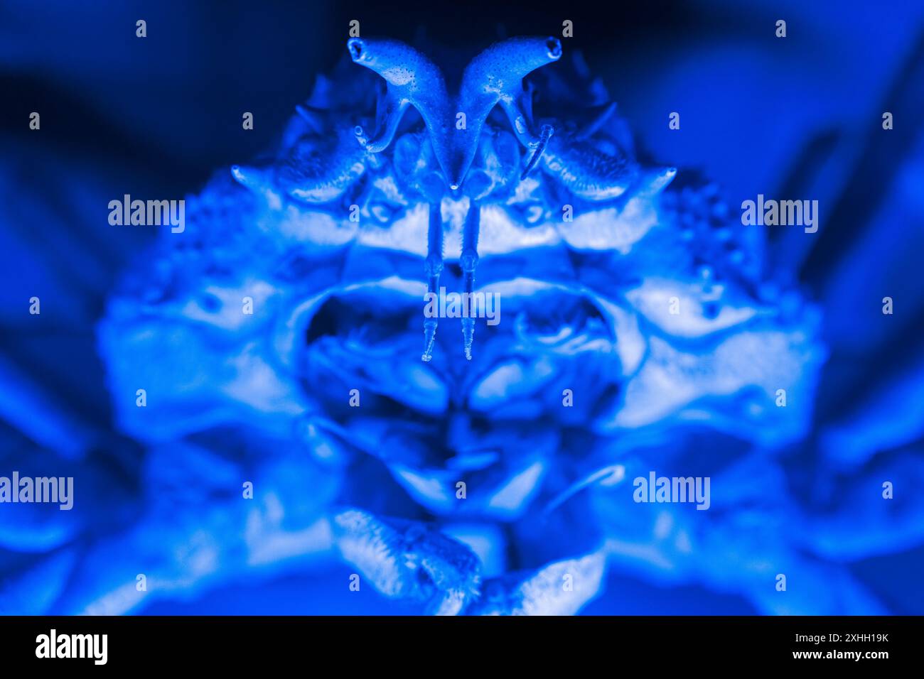 Intricate features of marine life hires stock photography and images