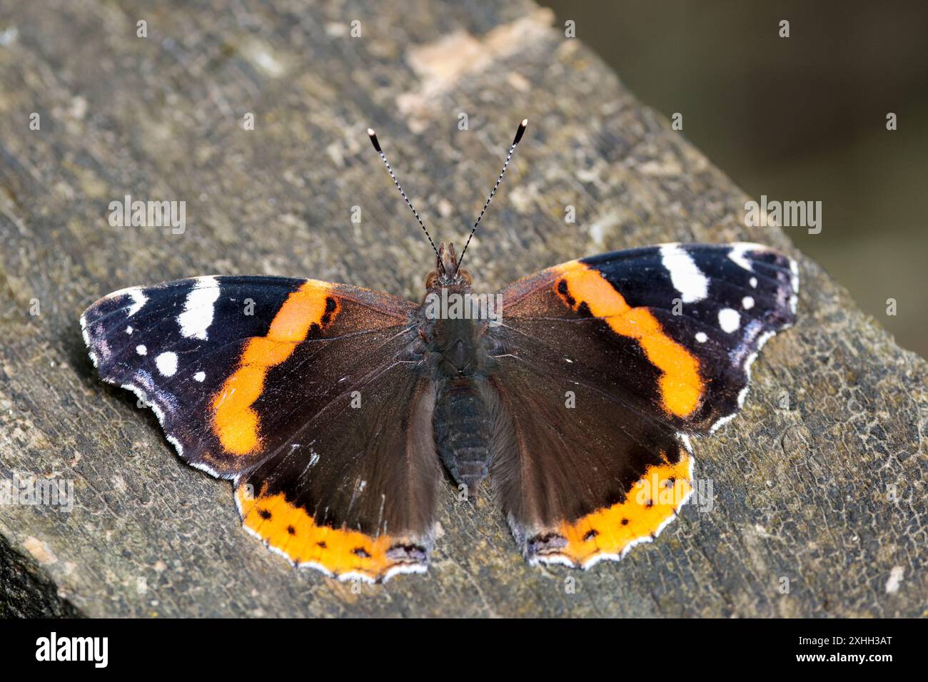 White markings on upperwings hi-res stock photography and images - Alamy