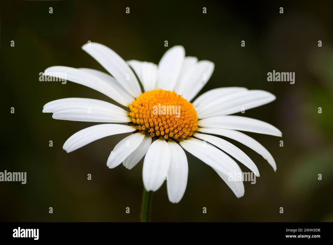 Oxeye daisy Leucanthemum vulgare, large grassland perennial yellow