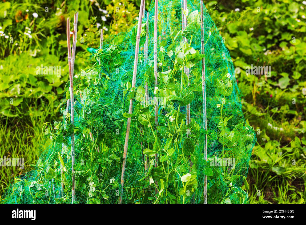 Vegetable garden netting mesh hi-res stock photography and images - Alamy