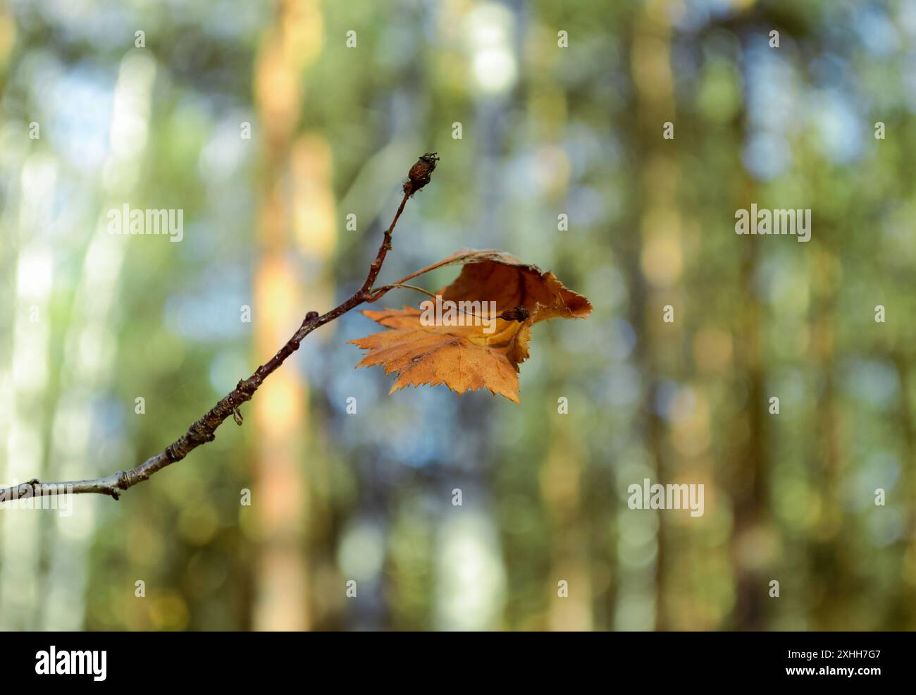 Rolled withered maple leaf on a branch close-up Stock Photo