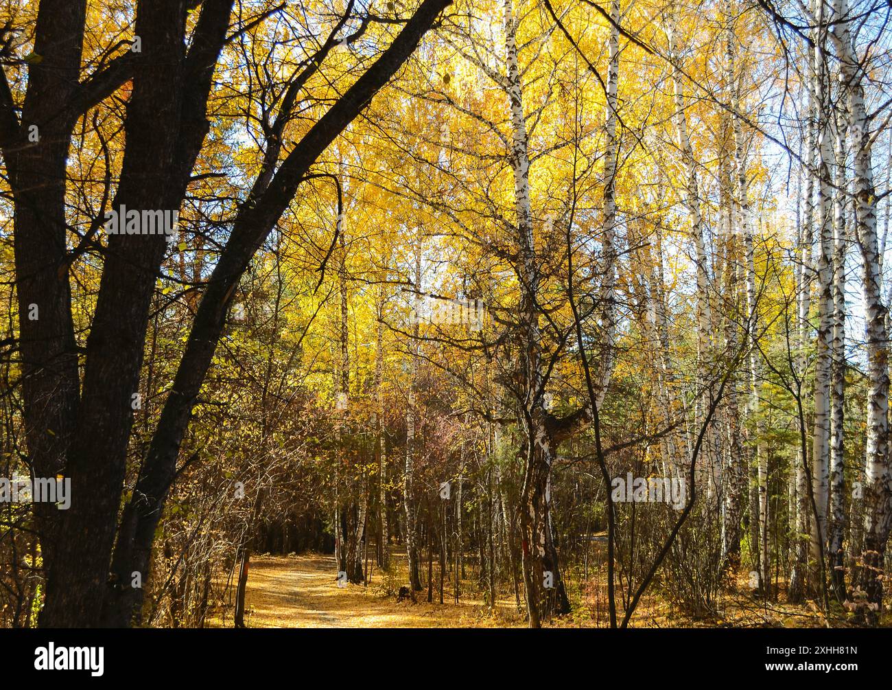 Dense woodland background hi-res stock photography and images - Alamy