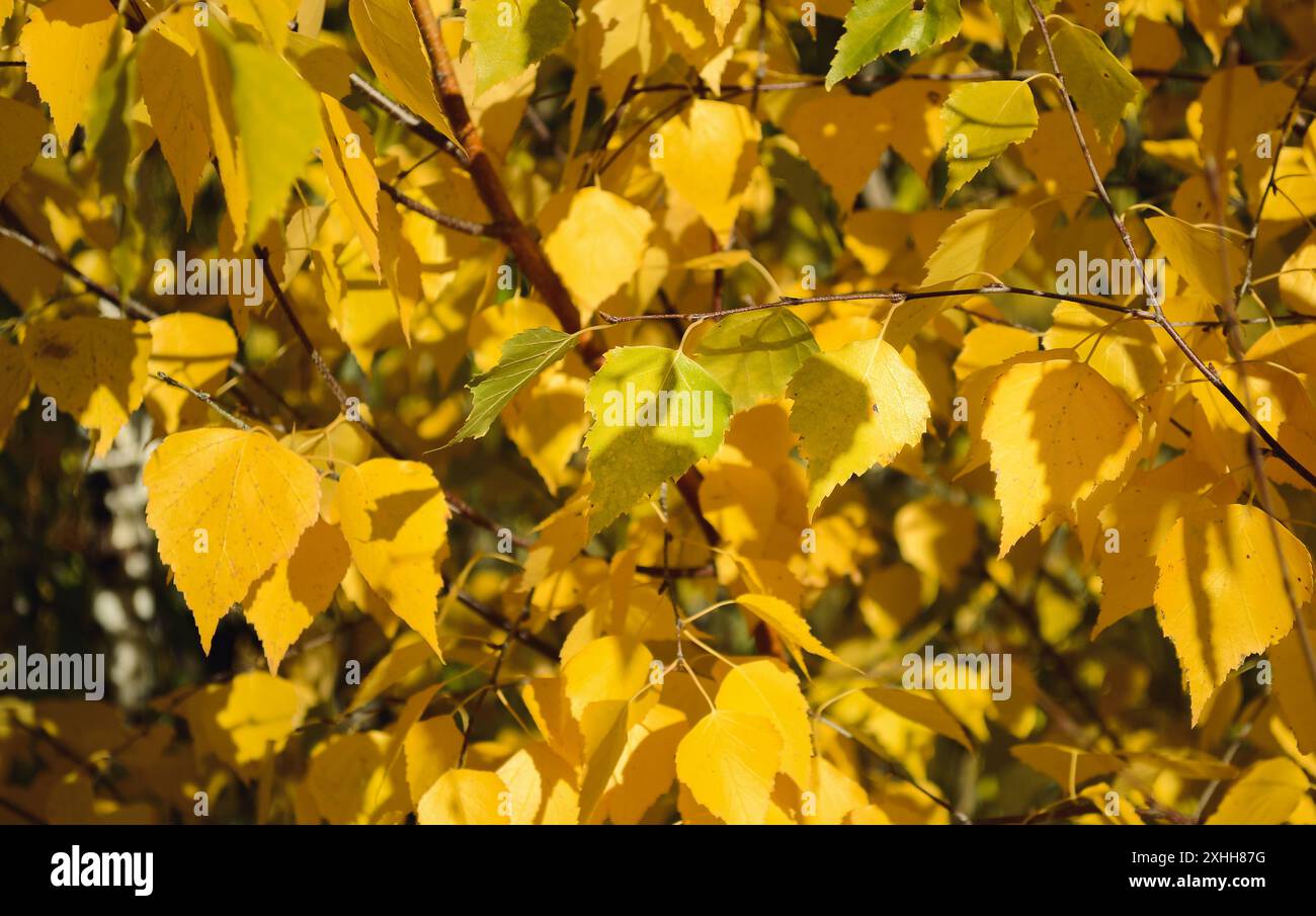Yellow and green birch leaves lit by the sun Stock Photo - Alamy