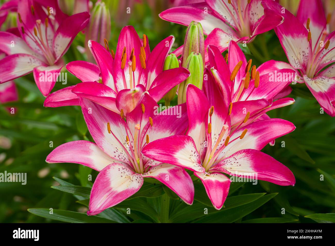 Brightly lit Asiatic lilies alose-up in full bloom. Stock Photo
