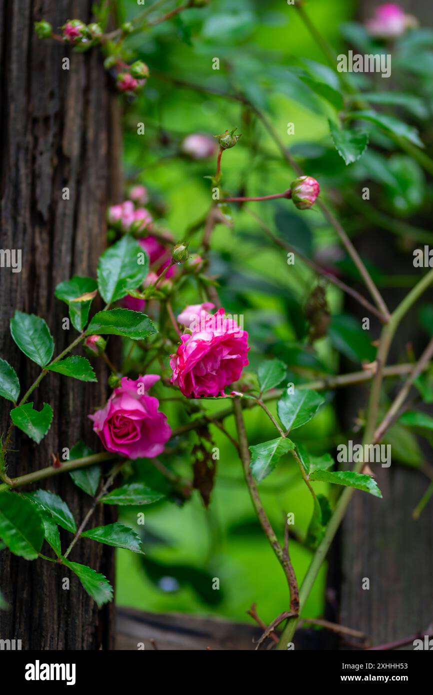 Smell Pink Roses Small pink rose flowers growing near a wooden fence Stock Photo - Alamy