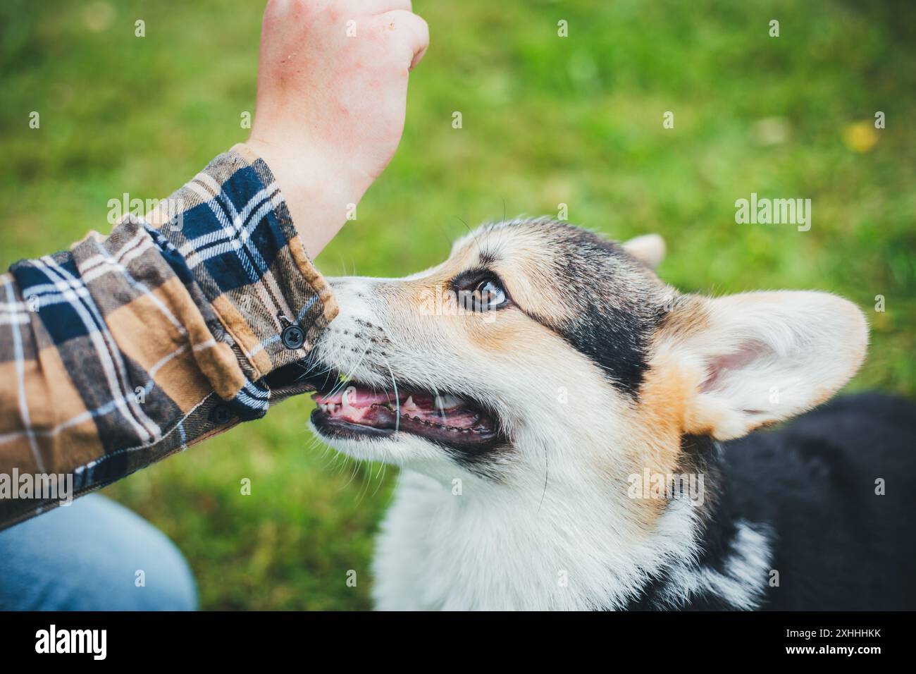 Welsh corgi pembroke hi-res stock photography and images - Alamy