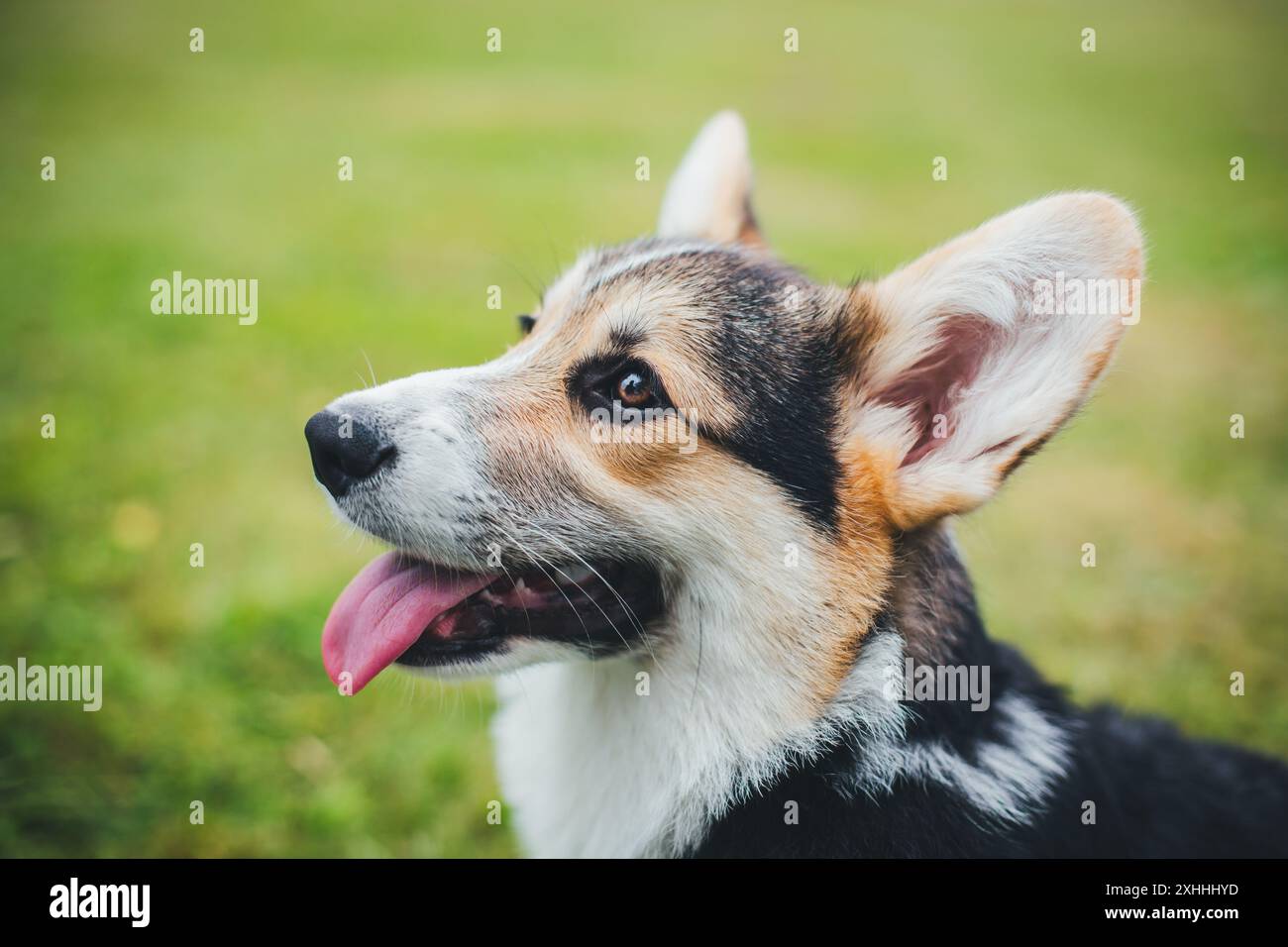 Welsh corgi pembroke hi-res stock photography and images - Alamy