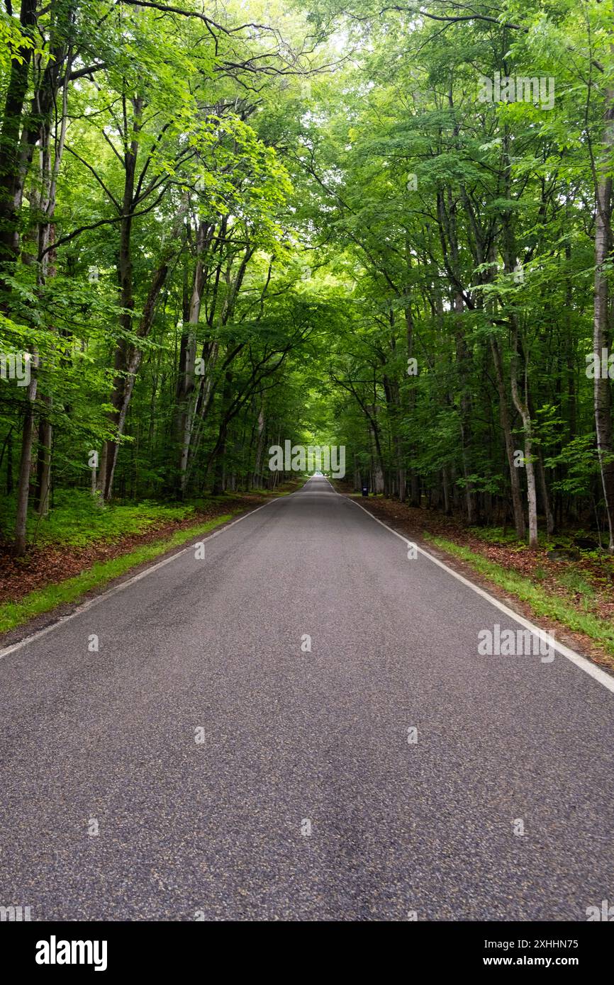 Tunnel of trees m 119 hi-res stock photography and images - Alamy