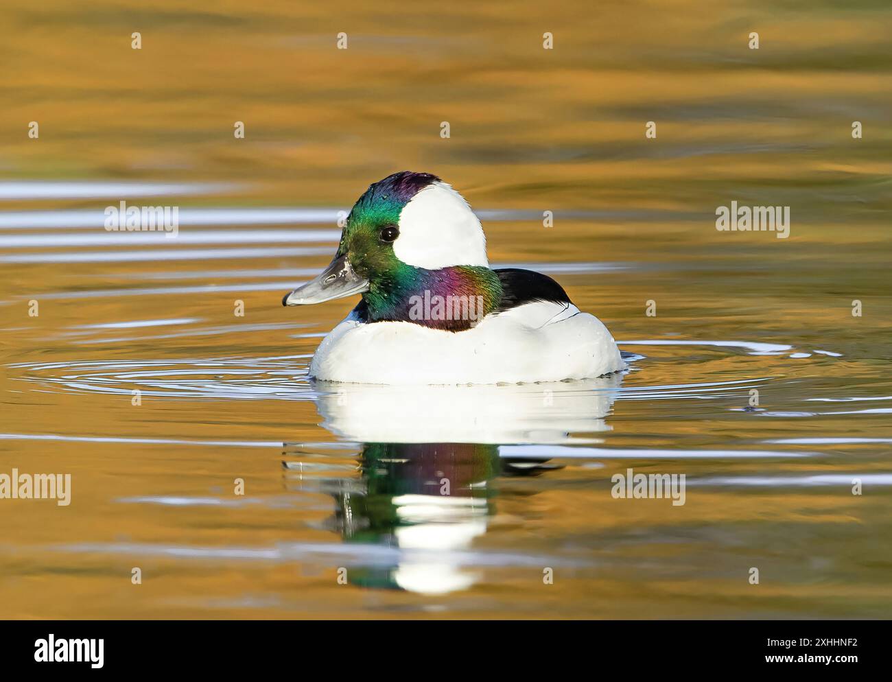 Bufflehead duck with colorful head feathers in a golden lake during the Fall season. Stock Photo