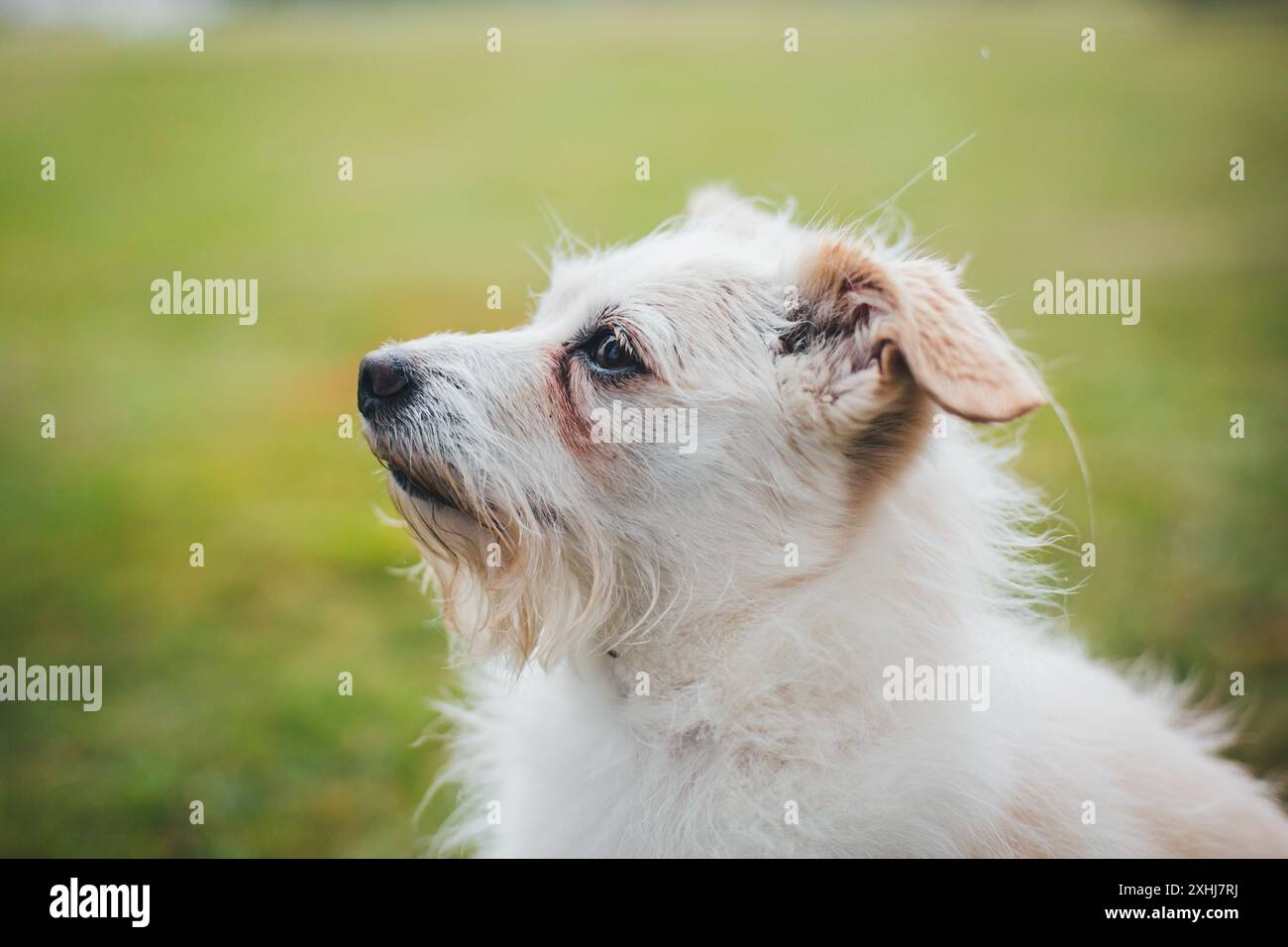 Hot white mutt dog Shop