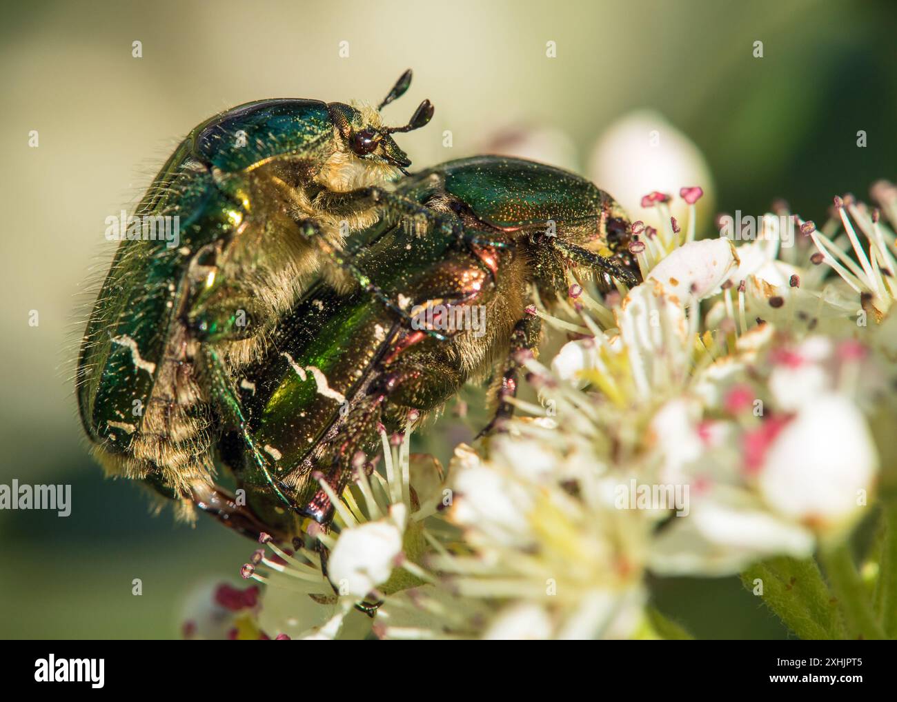 Animal rose hi-res stock photography and images - Alamy
