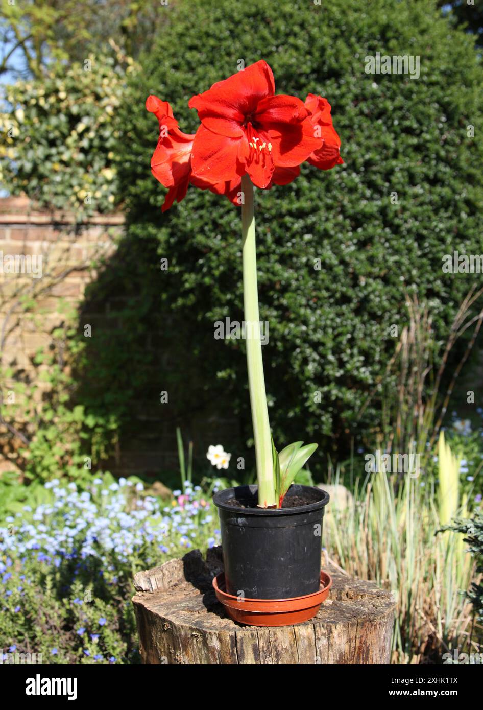 Red Amaryllis, Belladonna Lily, Jersey Lily, Amarillo, Easter Lily or, in South Africa, March Lily, Amaryllis belladonna, Amaryllidaceae. Stock Photo