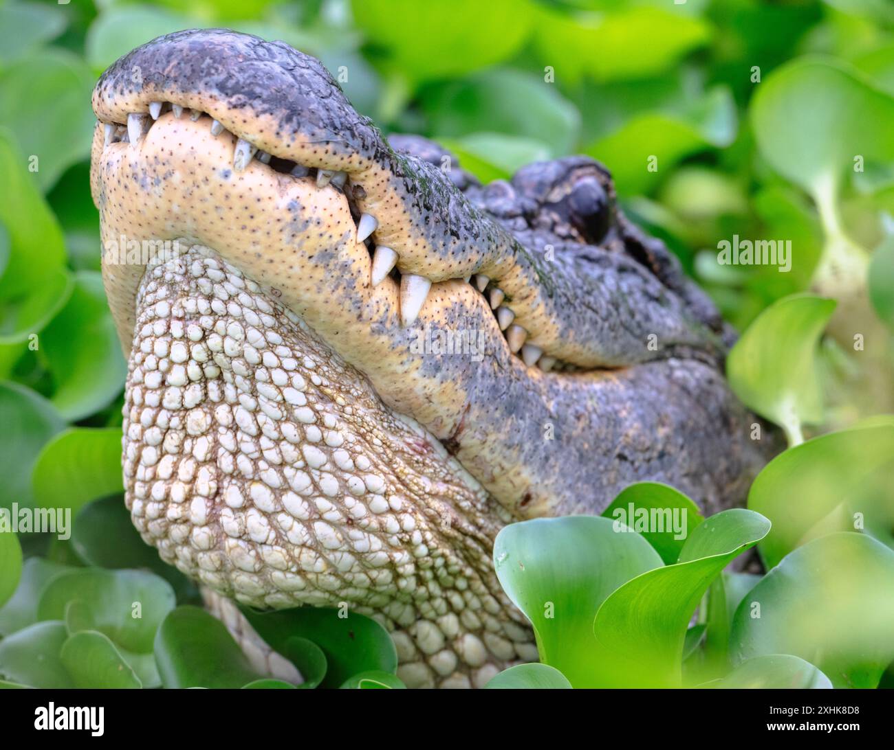 American alligator walking hi-res stock photography and images - Alamy