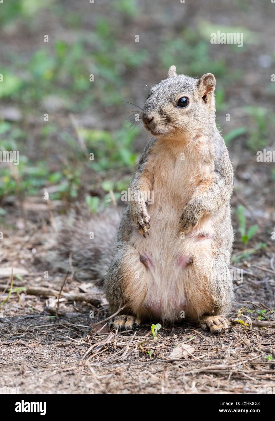 Eastern Fox Squirrel (Sciurus niger), Galveston, Texas Stock Photo