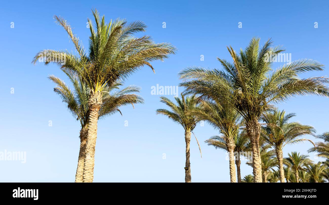 palm tree on blue sky background Stock Photo