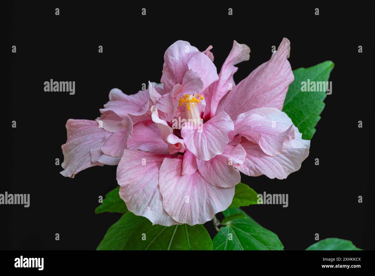 Closeup view of delicate pink red and white double hibiscus rosa sinensis flower with leaves isolated on black background Stock Photo