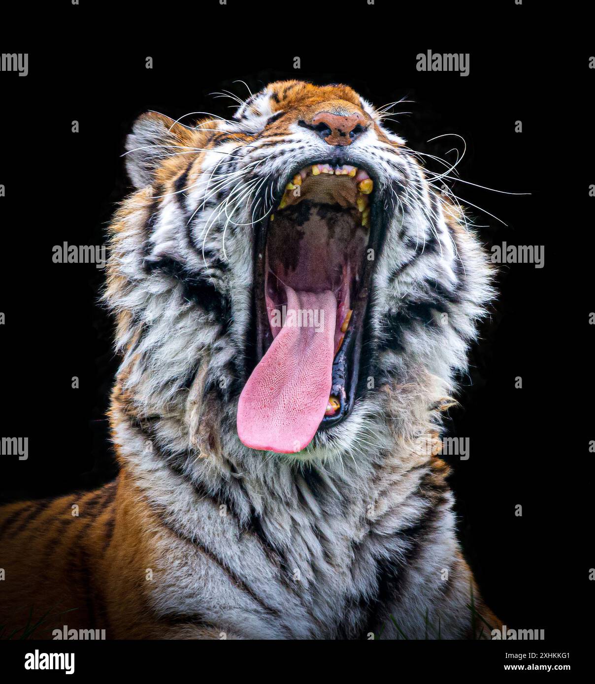 This tiger is tired of it FLAMINGO LAND, ENGLAND, APPROPRIATE IMAGES of animals across the UK looking despairing as England lost out to Spain in the E Stock Photo