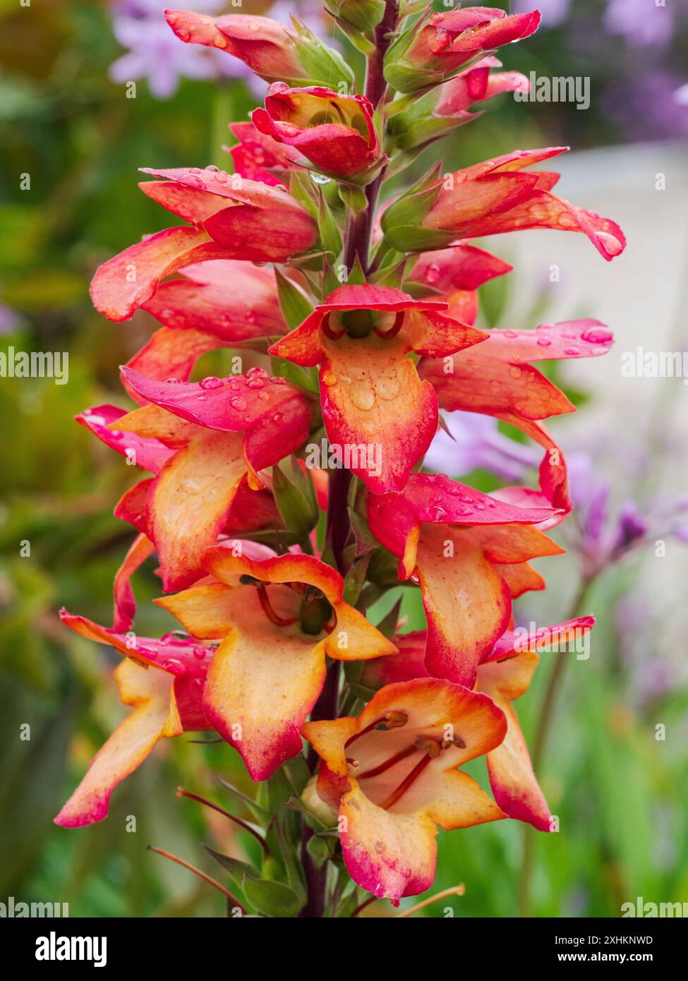 orange throated red flowers of the hardy perennial foxglove hybrid, x ...