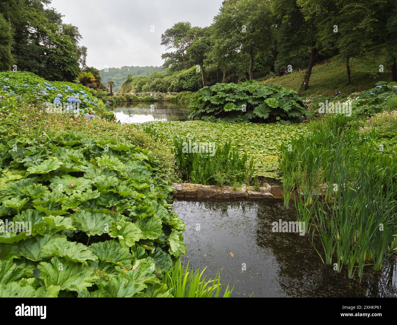 View Over Mallard Pond At Trebah Subtropical Gardens Cornwall UK view-over-mallard-pond-at-trebah-subtropical-gardens-cornwall-uk