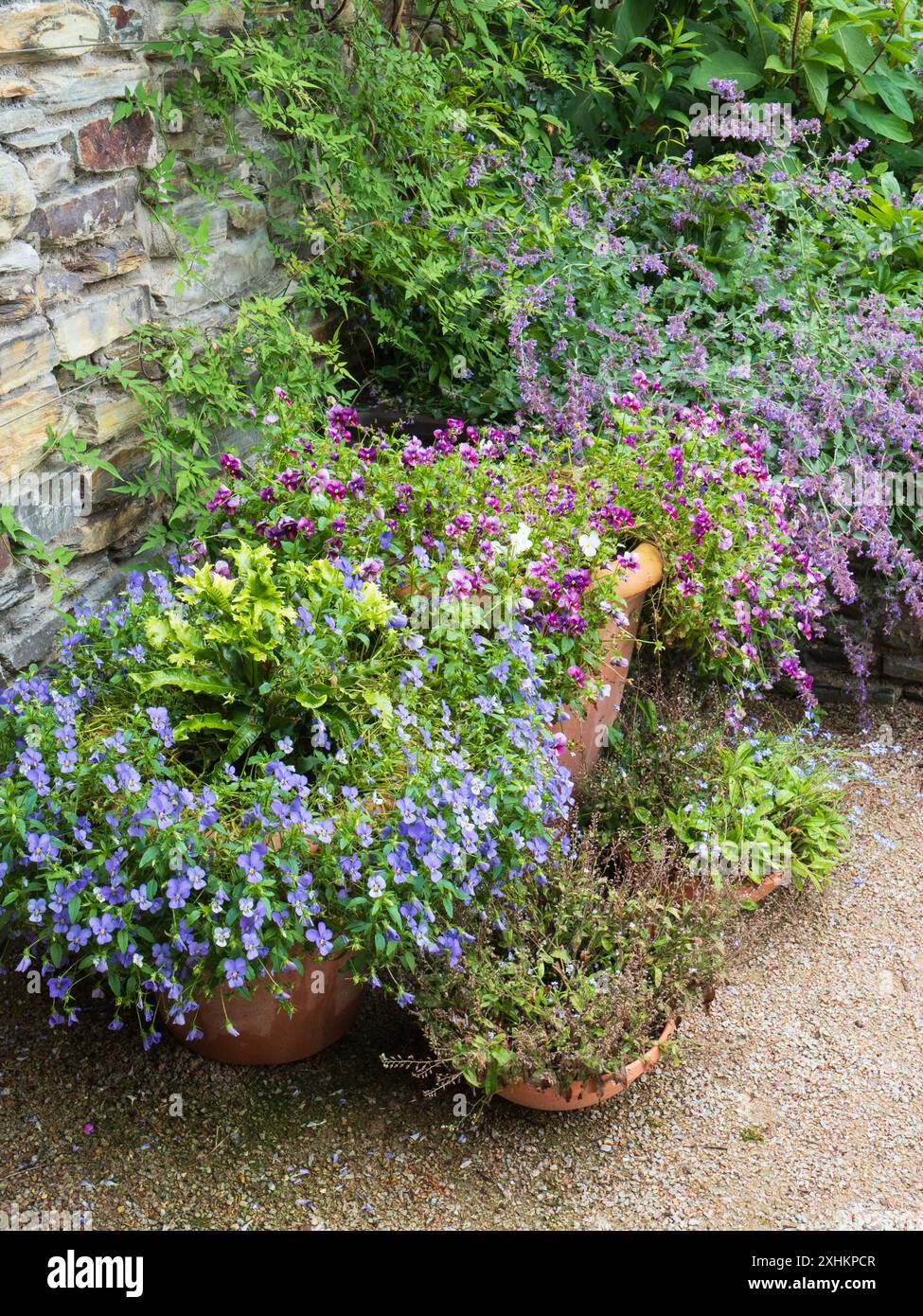 View of part of the newly opened court garden at Trebah sub tropical garden, Mawnan Smith, Cornwall, UK Stock Photo