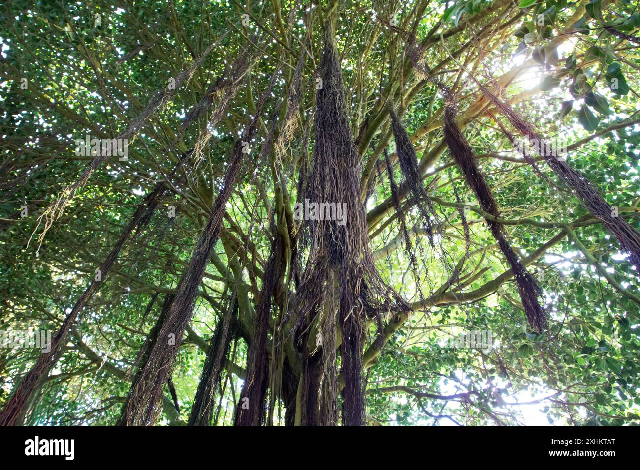 Ficus benghalensis or Indian banyan sacred plant crown with propagating aerial roots growing downward. Ficus indica,banyan or banyan fig tree used for Stock Photo