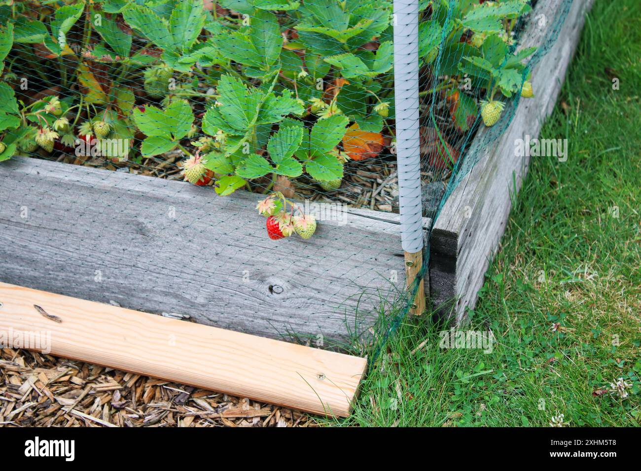 Close up of strawberries growing in a garden bed covered with a net ...