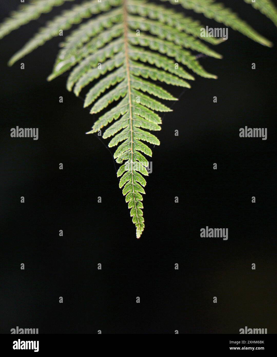 Tree fern fronds in the Royal Botanic Gardens of Victoria, Melbourne ...