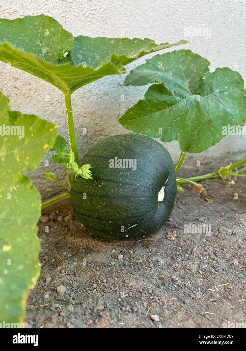 Pumpkin growing in garden hi-res stock photography and images - Alamy