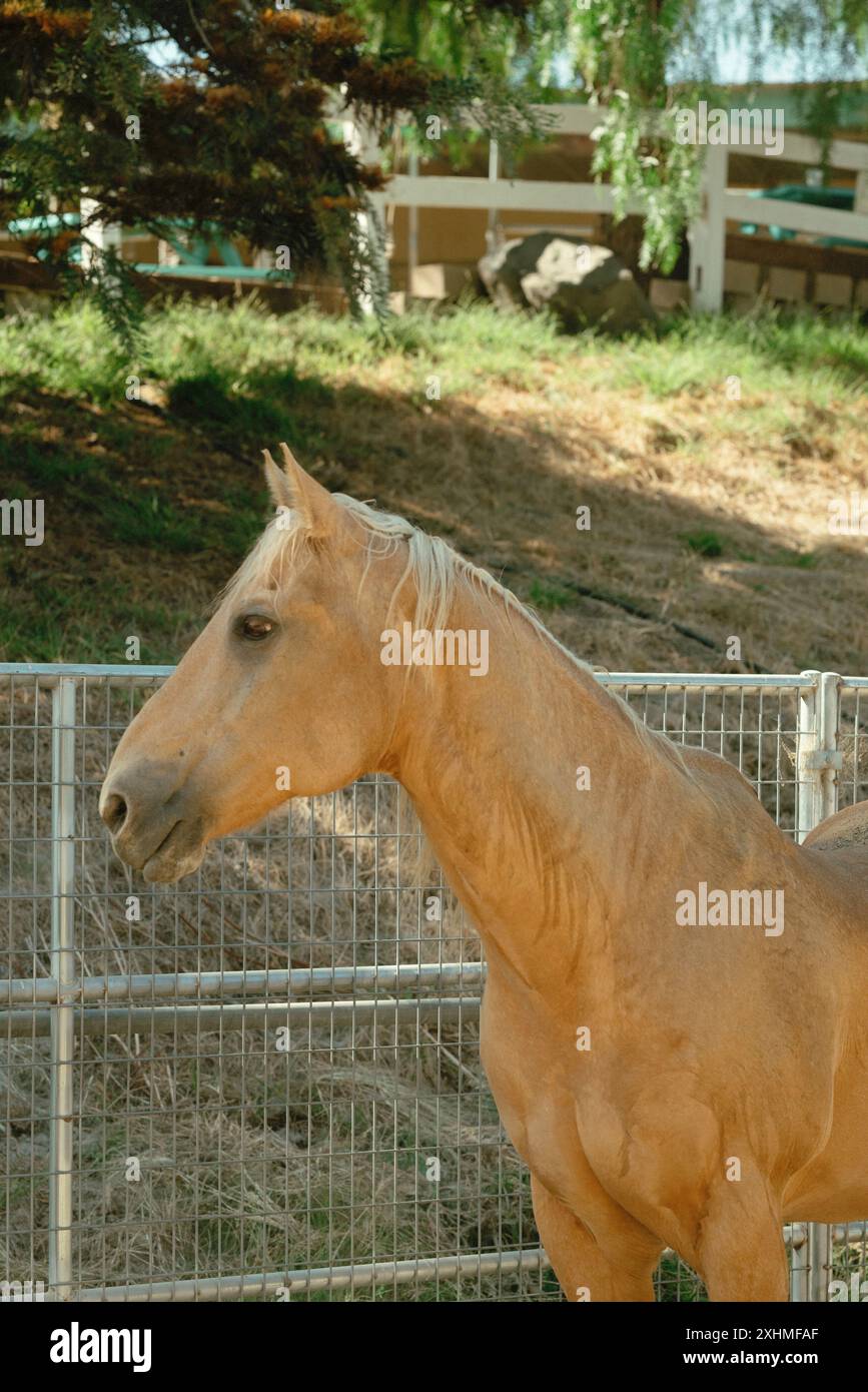 Calm brown horse standing hi-res stock photography and images - Alamy