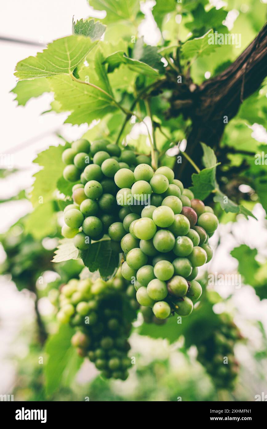 Large bunch of organic grapes hanging from a vine Stock Photo