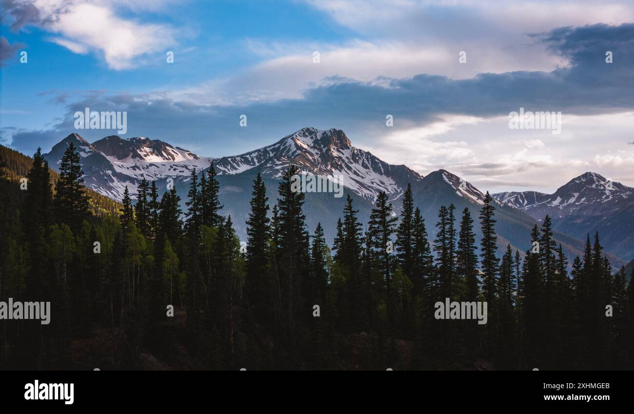 Colorado rocky mountain pine tree hi-res stock photography and images ...