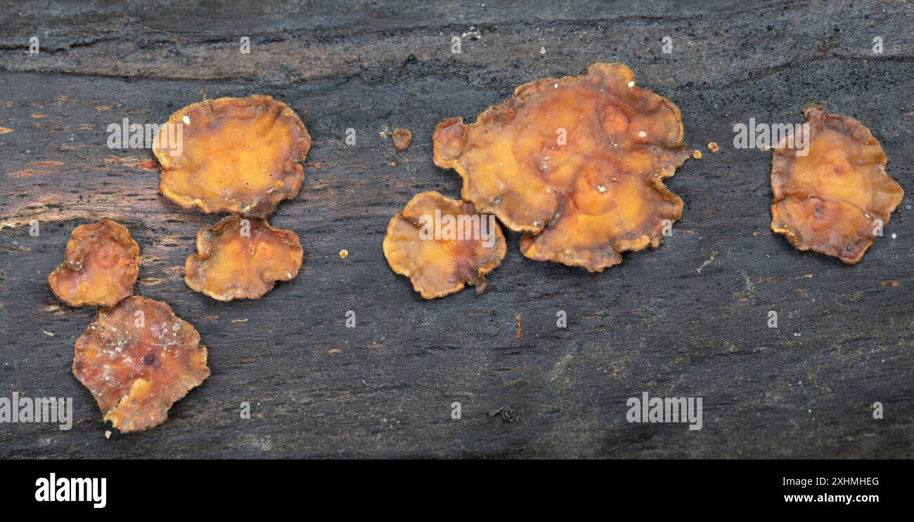 Hairy Curtain Crust - (False Turkey Tail) - Stereum hirsutum Stock Photo