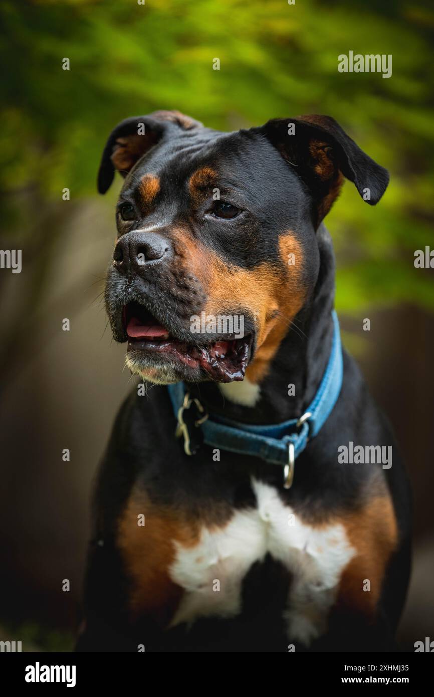 Boxer Rottweiler Mix Dog