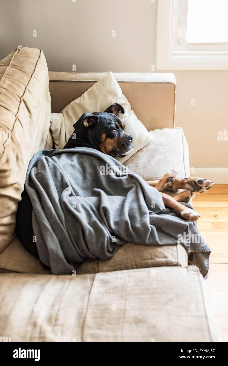 Pet dog sleeping on couch with a pillow and blanket Stock Photo - Alamy