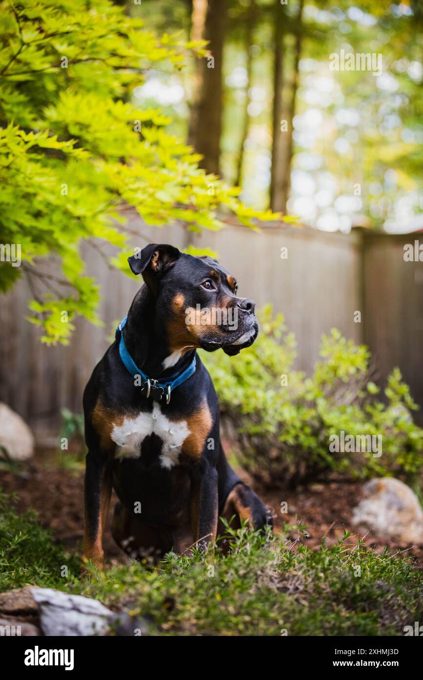 Boxer Rottweiler Mix Dog