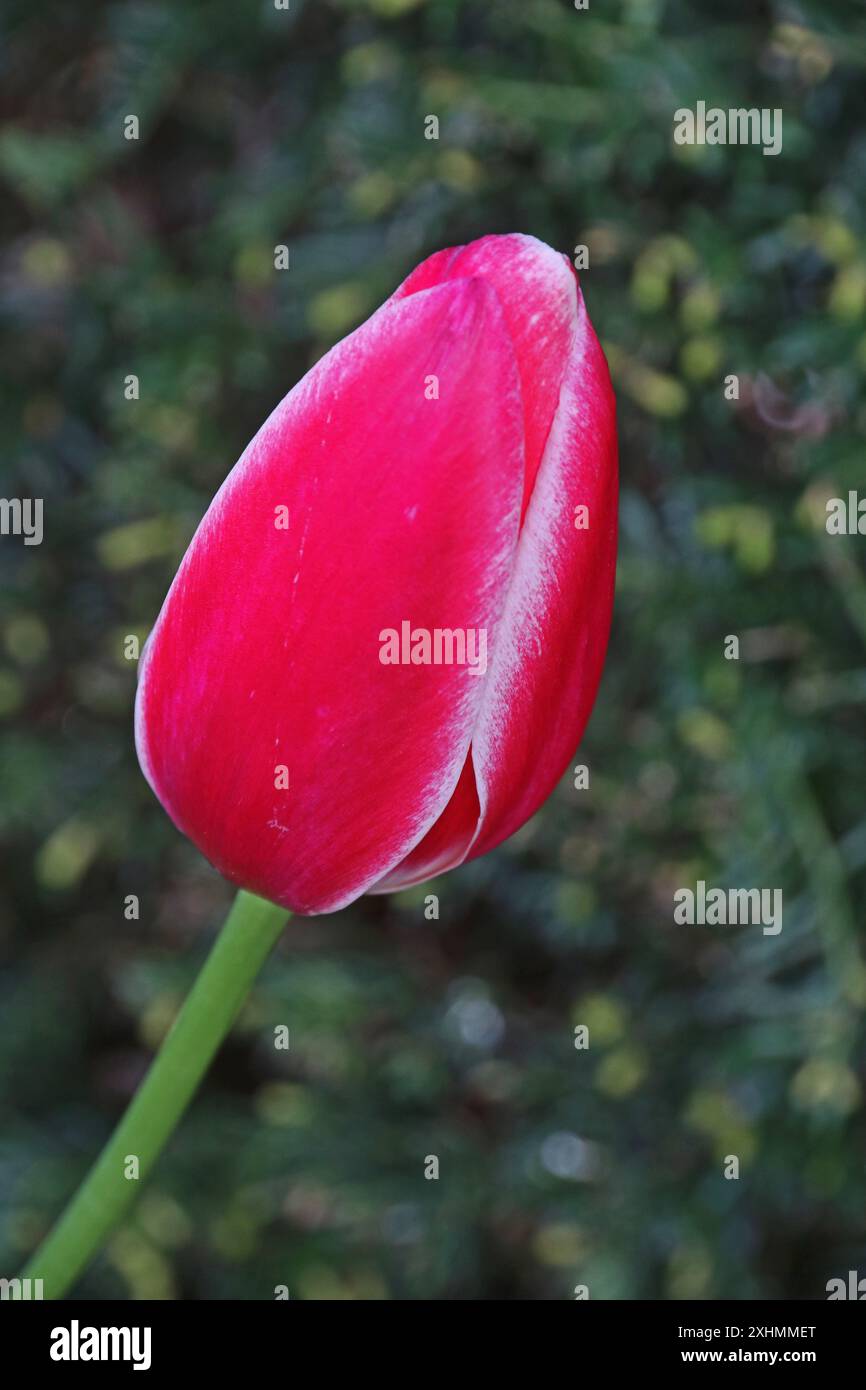 Tulip 'Candy Apple Delight' Stock Photo