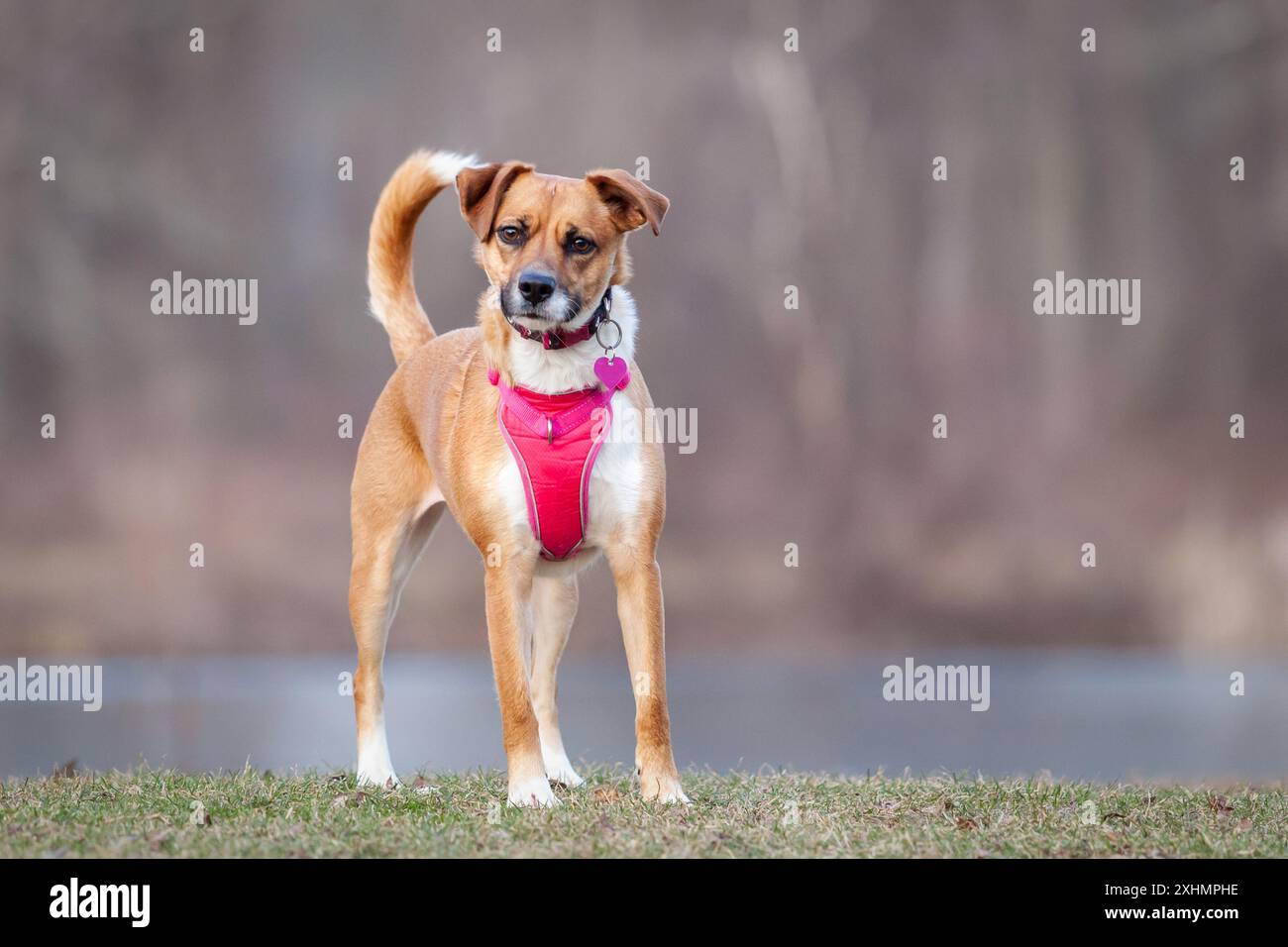 Dog with pink harness hi-res stock photography and images - Alamy