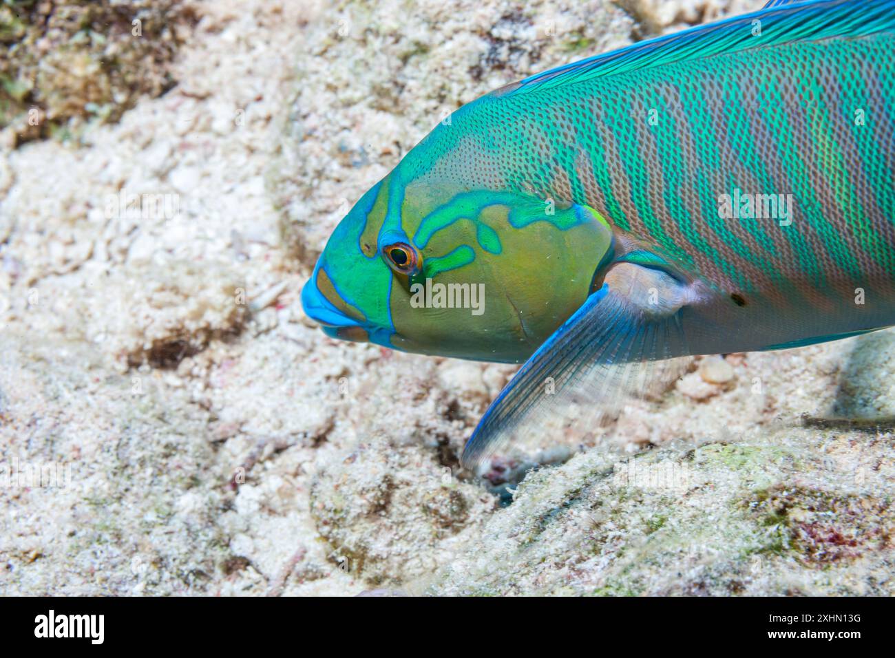 Egypt, Sharm El Sheikh, Green Wrasse Stock Photo